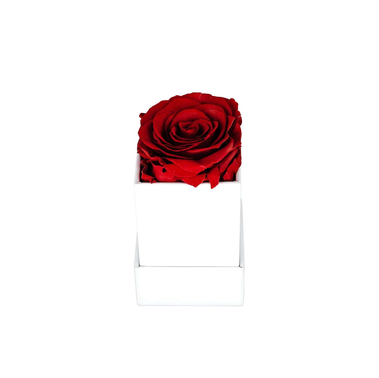 SINGEL EVIG ROSE BOKS - KUBE